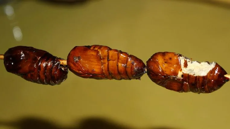 666ed86a659d528428ed06b0c5b0599c0dd1fce7 seidenwurm.jpg