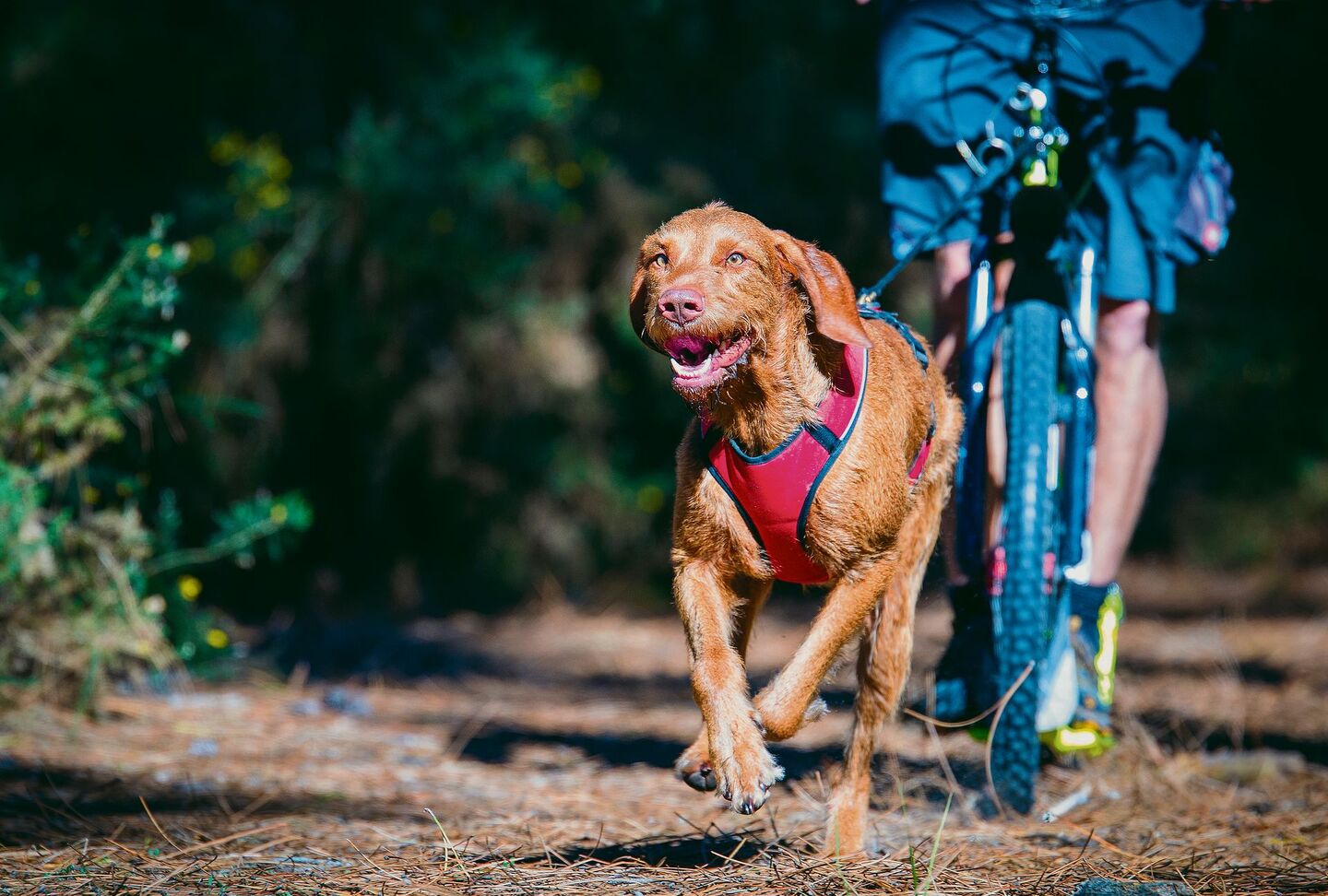 Über Stock und Stein: Beim rasanten und angesagten Dogscooting hat der Hund die Nase vorne.