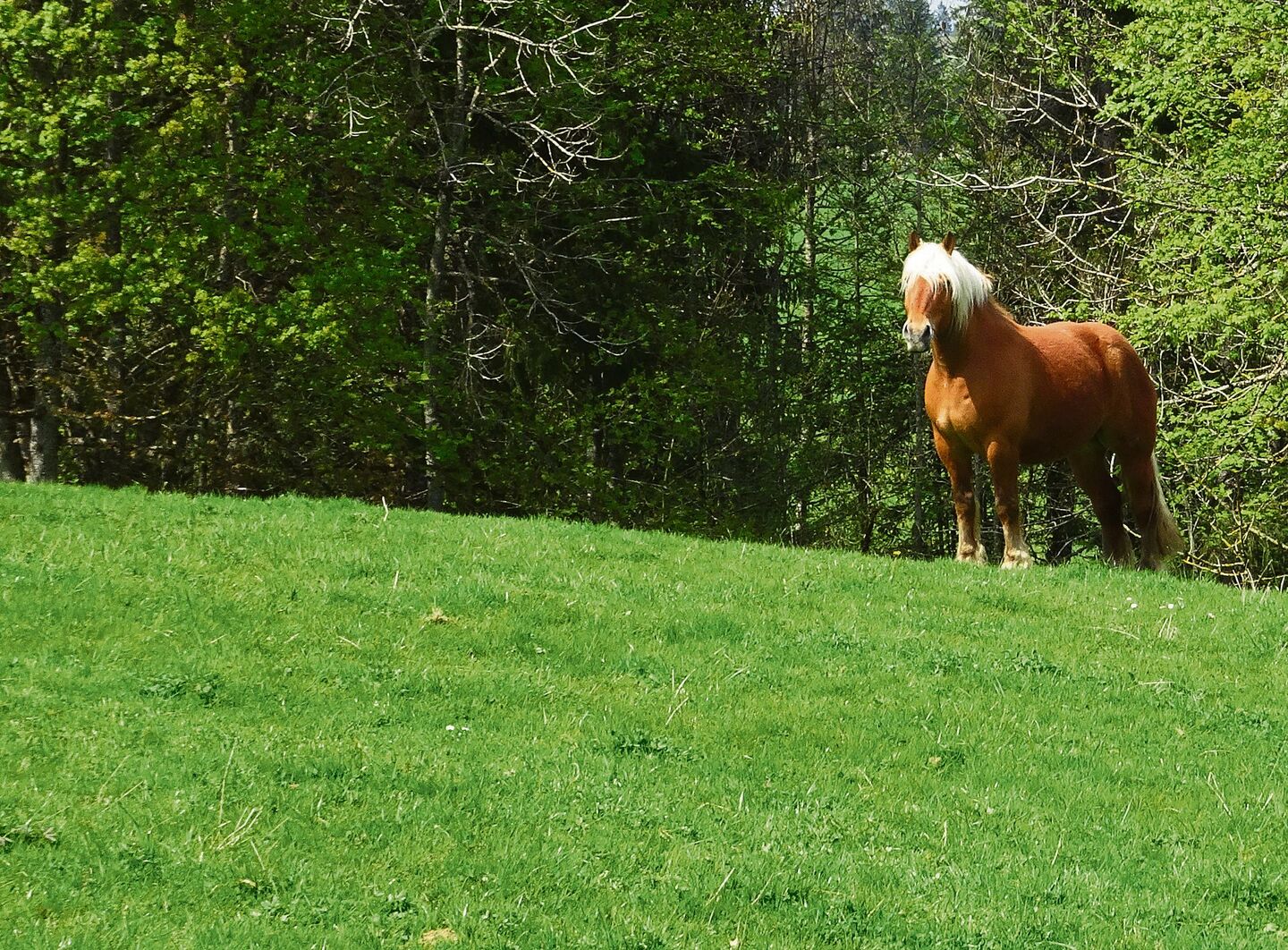 Jura Pferd