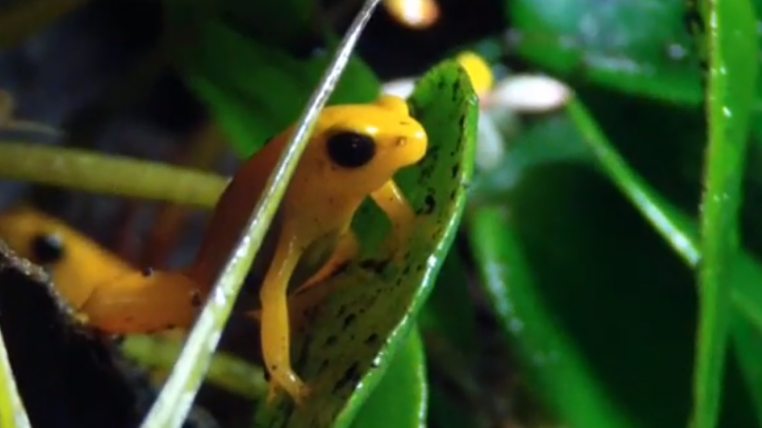 Frosch_Messe2014.png