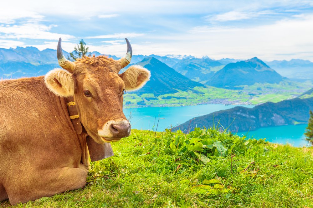 Sollten Kühe Hörner tragen?