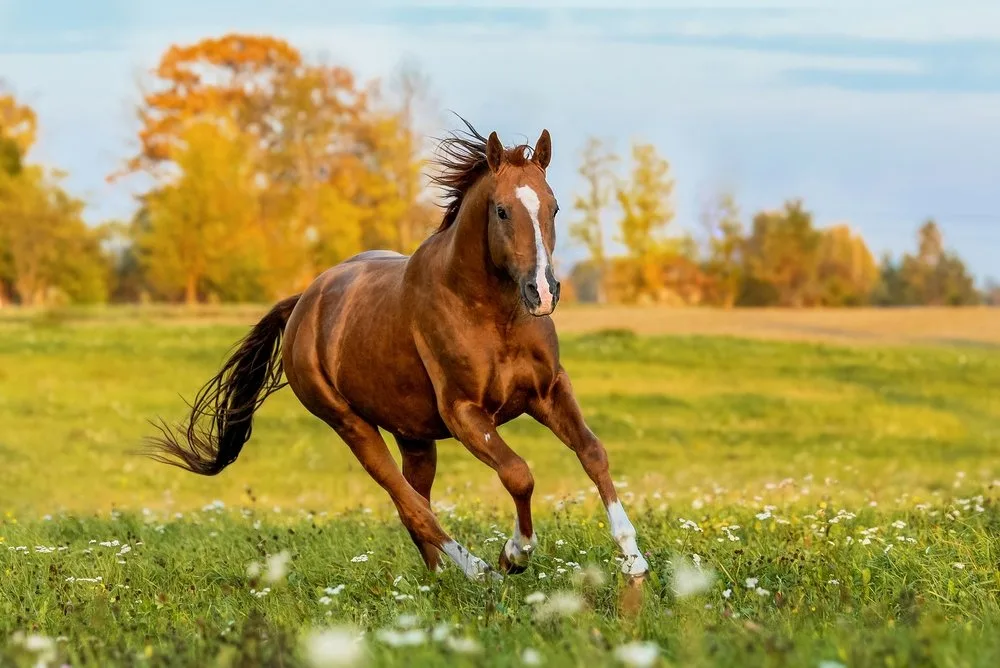 shutterstock_2061848336 Pferde richtig anweiden