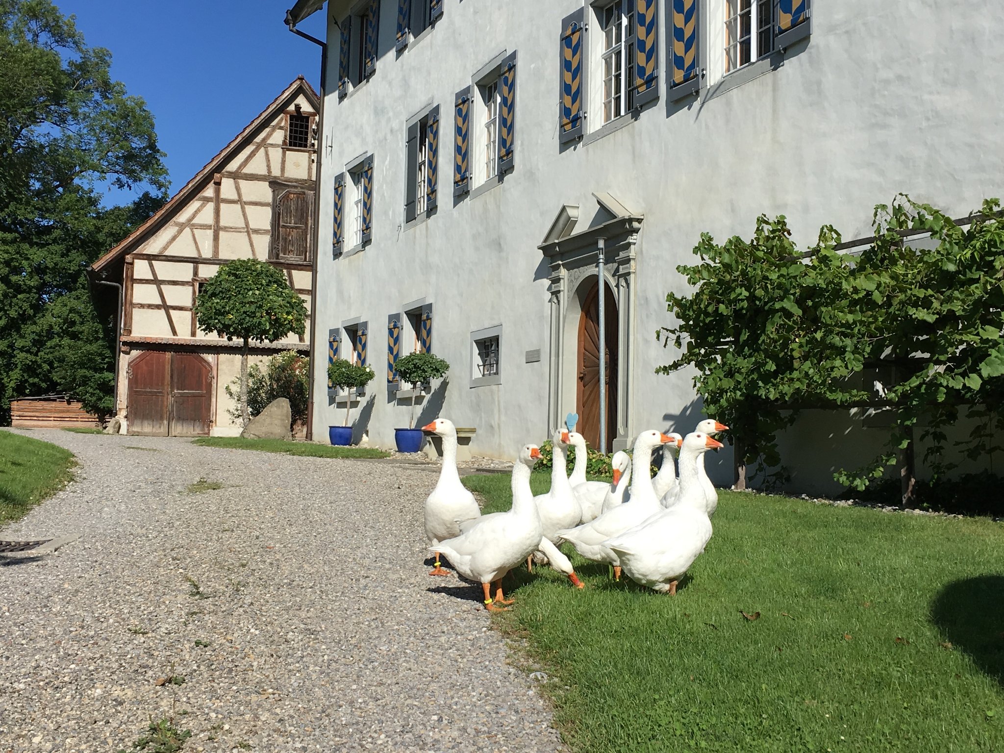 38 Fragen rund um Gänse