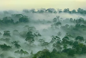 Die Kronenschicht des intakten Regenwaldes, Lebensraum für die Penan in Borneo.