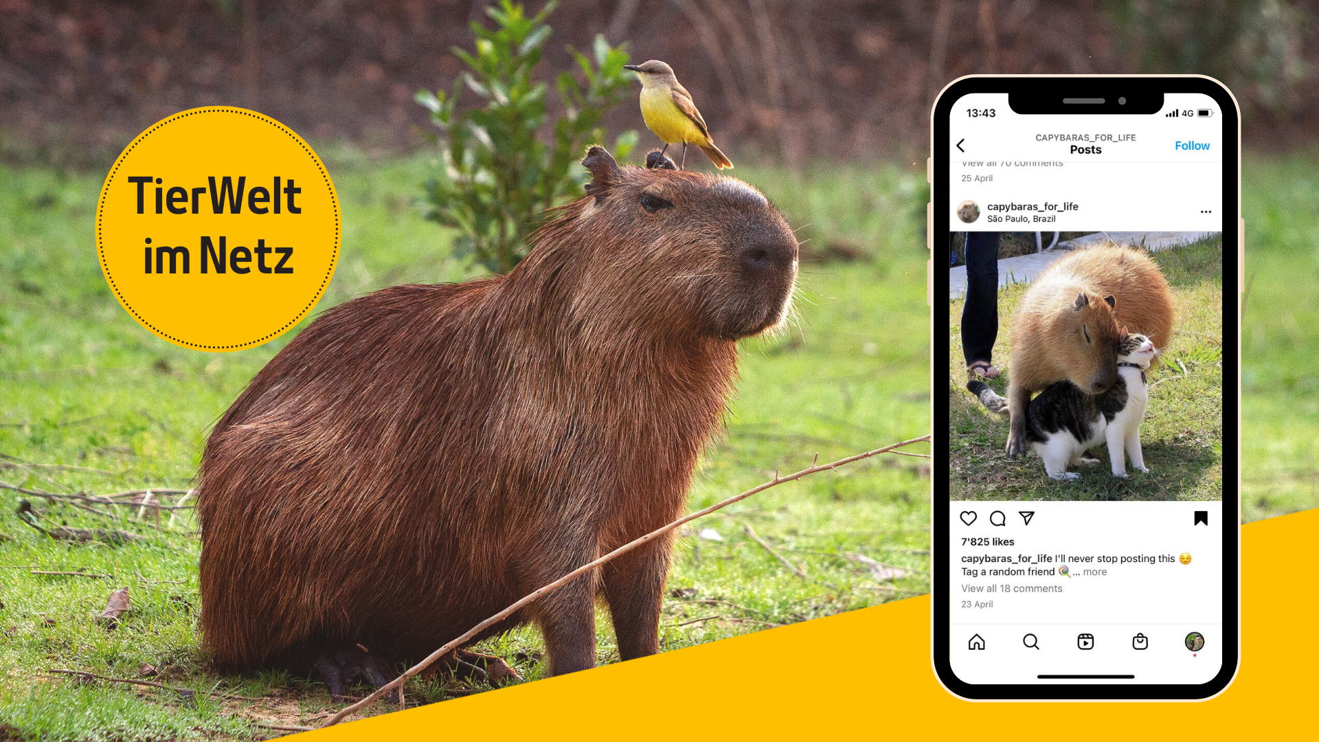Capybara: Das freundlichste Tier der Welt