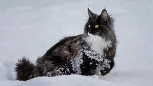 Schnee im Fell hat die Katze von Leserin Sandra Stutz.