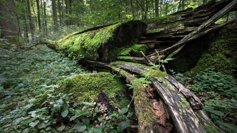 e3b1b87a7e37d869b1b04b483c30384e7d999038 Sihlwald