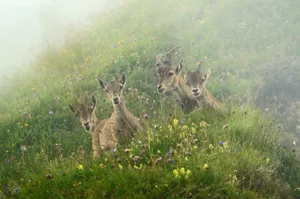 Das Steinbock-Quartett auf dem Brienzer Rothorn von Marianne Schmid gewinnt den «Tierwelt»-Fotowettbewerb 2018.