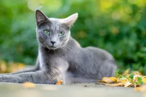 Die Russisch Blau hat eine enorme Sprungkraft, ist aber generell eine gemütliche Katze.