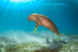 Dugongs gehören zu den 1' 550 vom Aussterben bedrohten Meeresbewohnern.