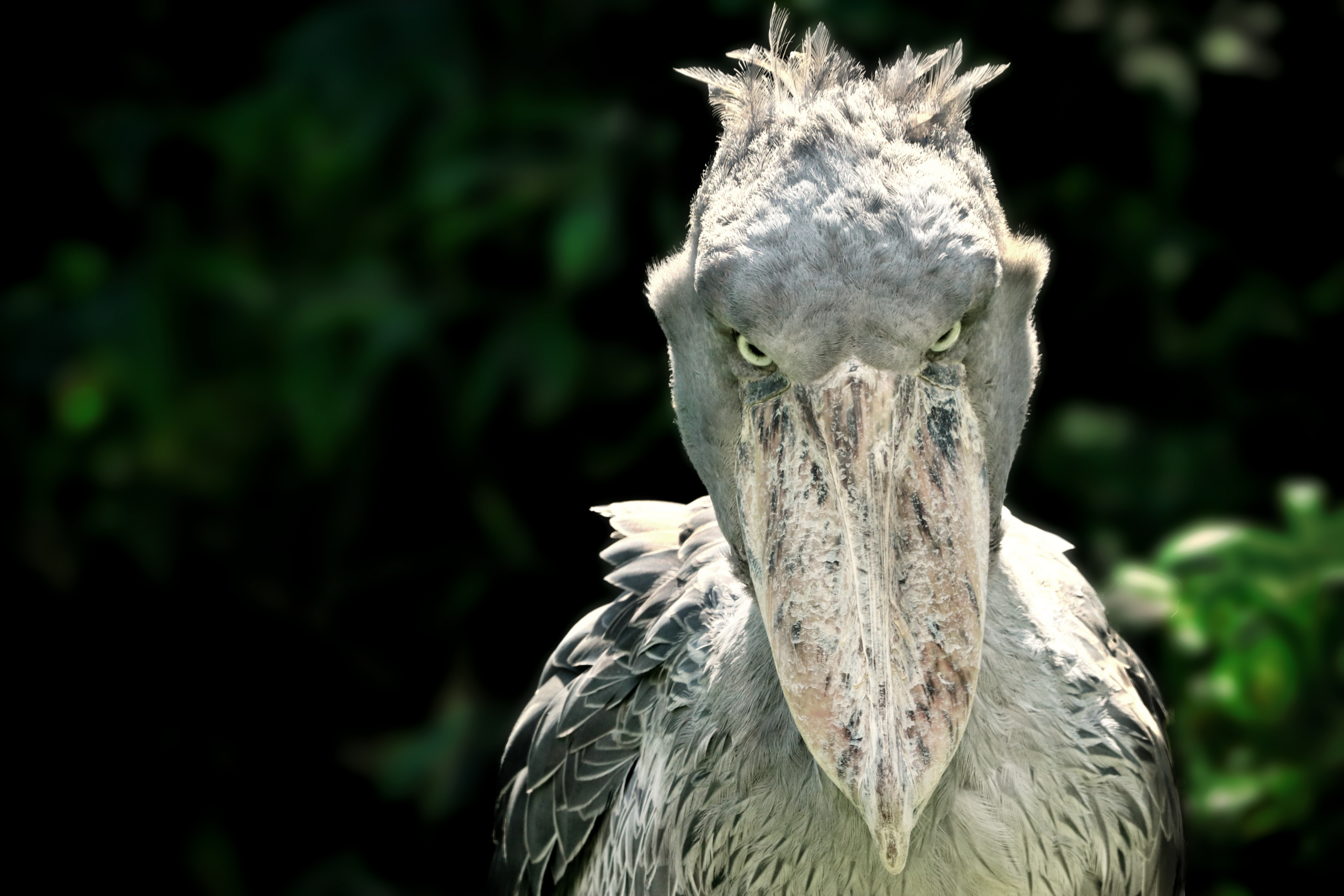 Der Schuhschnabel – bedrohter Vogel mit bösem Blick
