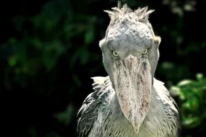 Als würde er einem in die Seele schauen – der Blick des seltenen Vogels folgt stundenlang den Fischen im Wasser, bis er im richtigen Moment zupackt.