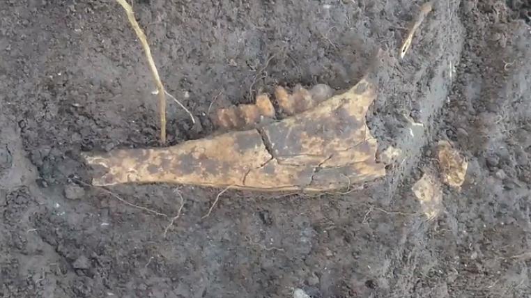 fossil-hirsch-argentinien.jpg