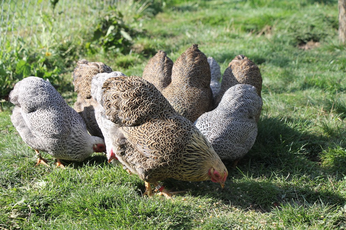 Milben bei Hühnern