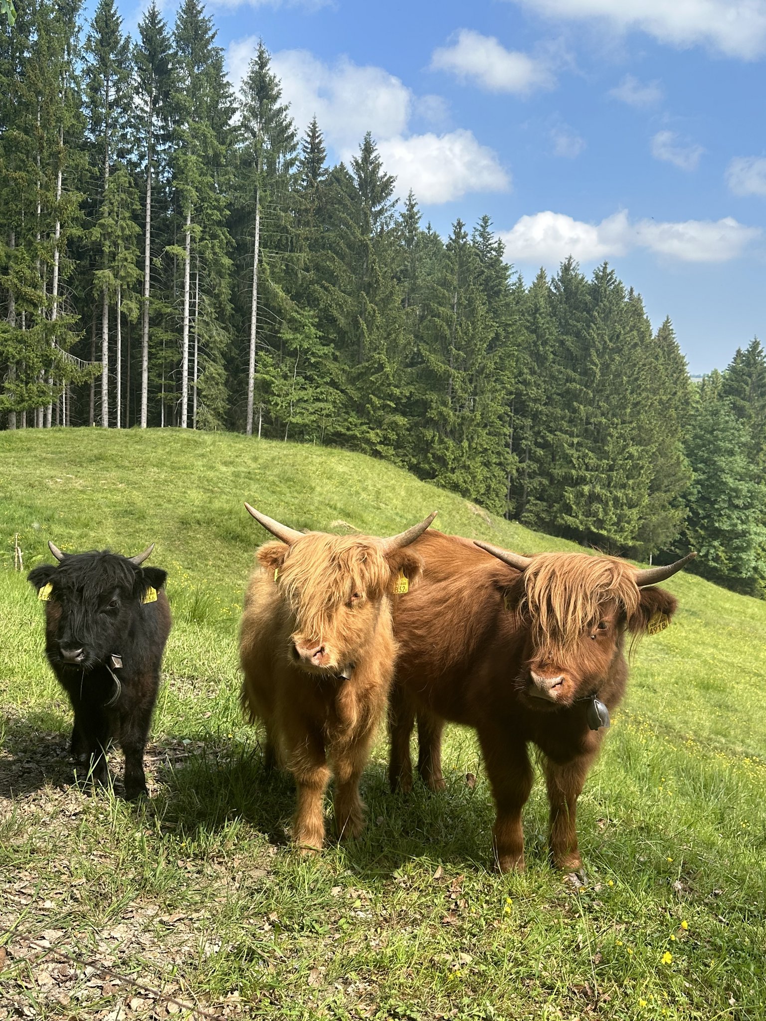 Miniature Cattle in der Schweiz