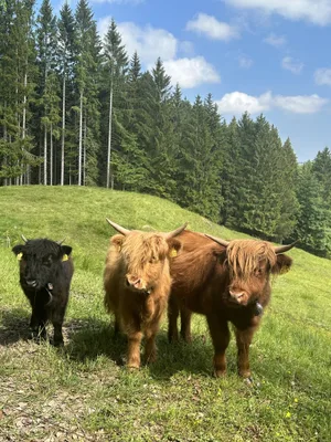 Bisher ist die Mini Cattle-Herde in Gontenbad die einzige in der Schweiz.