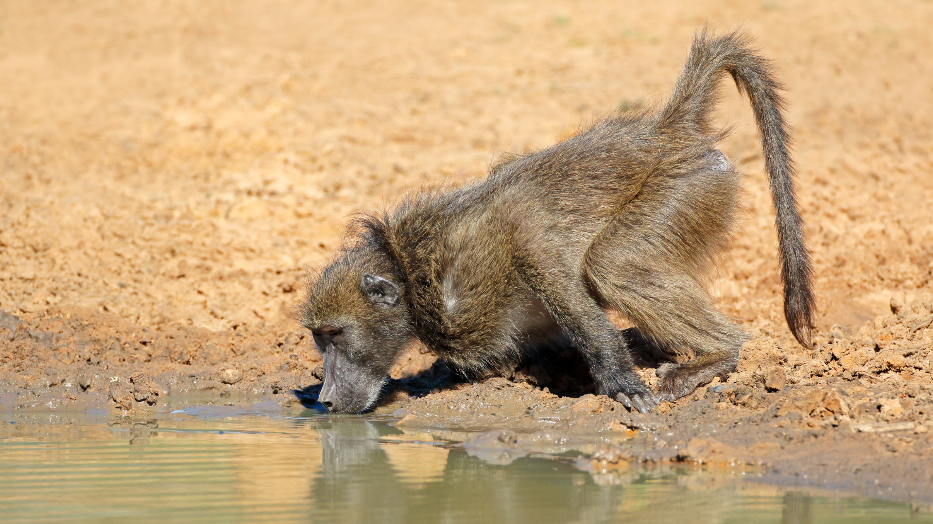 Kalahari-Ureinwohner: Ein Pavian zeigt den Weg zum Wasser