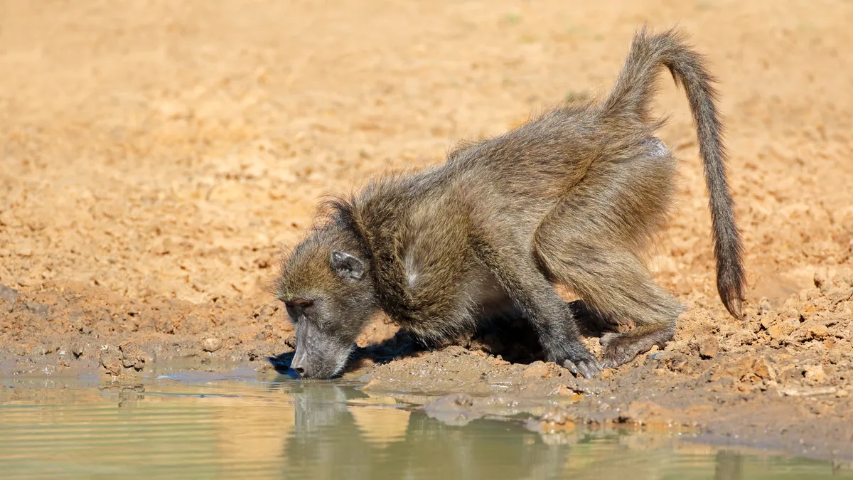 Design_ohne_Titel__3_ Kalahari-Ureinwohner: Ein Pavian zeigt den Weg zum Wasser