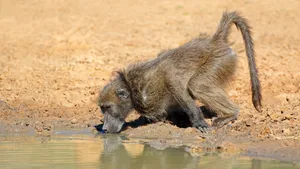 Die Ureinwohner im südlichen Afrika nutzen die Neugier von Pavianen, um Wasserquellen in der Kalahari-Wüste zu finden, indem sie einen Affen durch Salz durstig machen und ihm dann zum Wasserloch folgen.