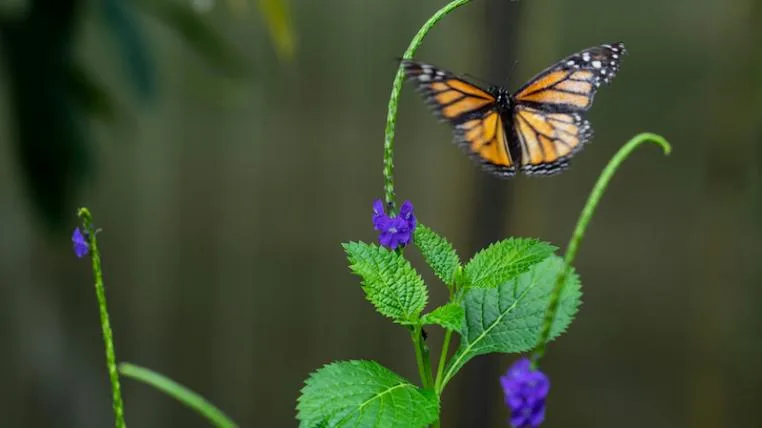be8dde7fadc647d29a020932c10b77beb7e6abdd Insekten1.jpg