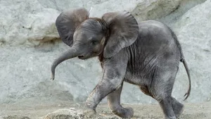 Elefanten-Mädchen Kibali geniesst den Frühling im Tiergarten Schönbrunn – nunohne Zuschauer.