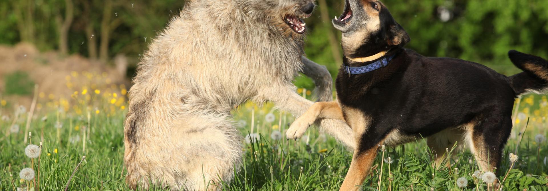 AggressiveHunde