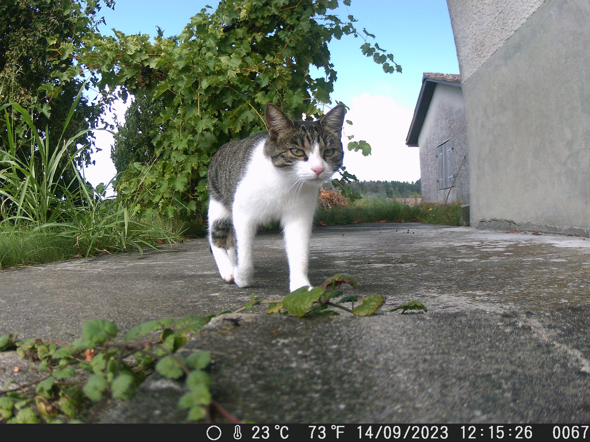 Wenn Fuchs, Reh und Büsi in die Fotofalle tappen
