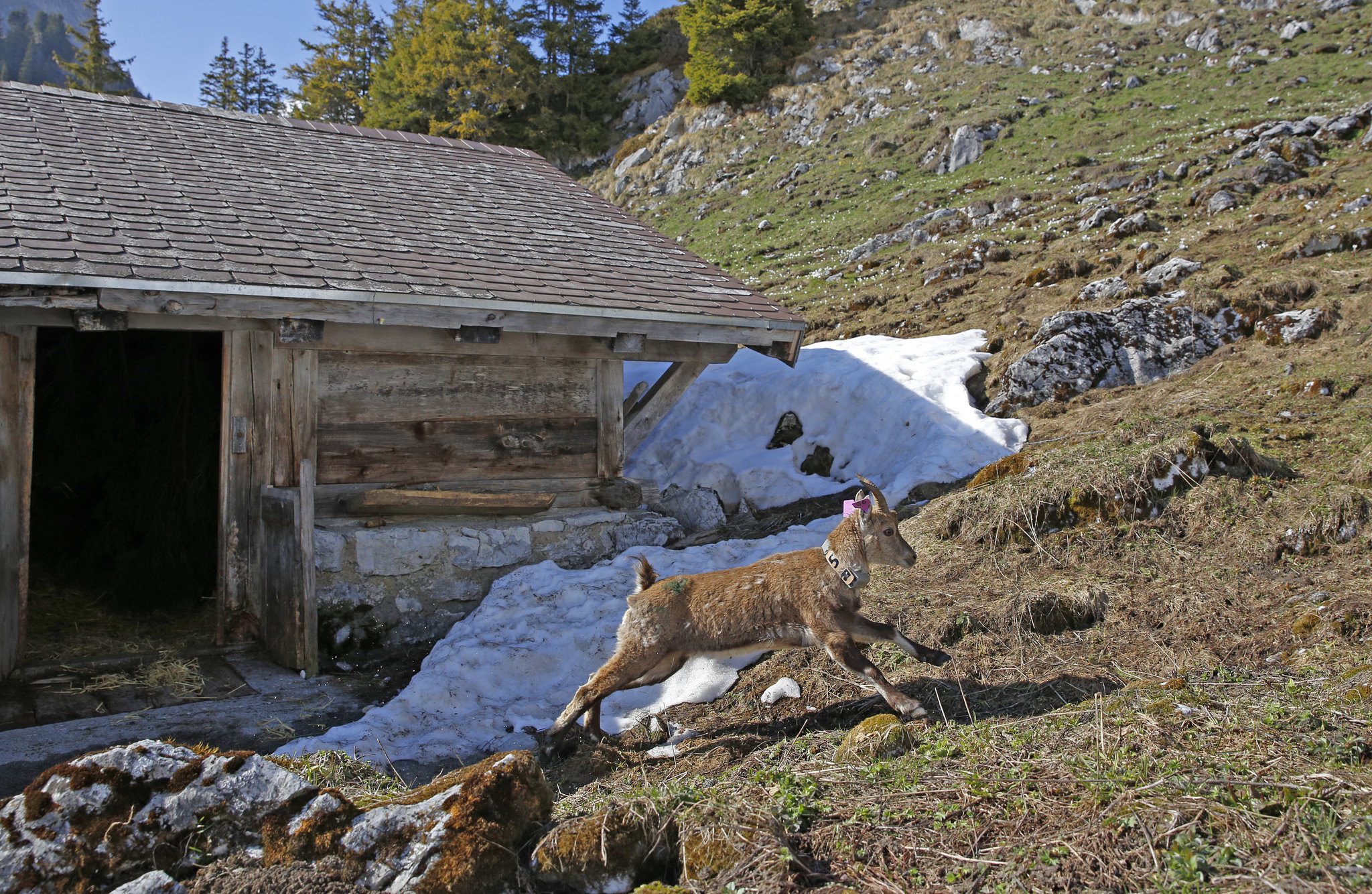 Neue Steinwildkolonie am Stockhorn