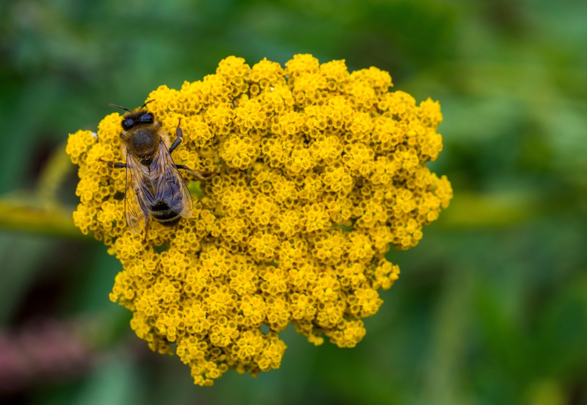 Bienen sollen vor dem Kleinen Beutenkäfer geschützt werden