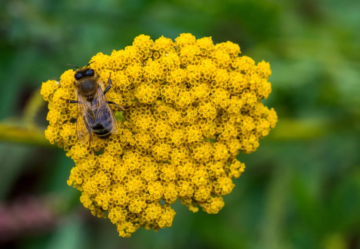 shutterstock_2276923745 Bienen sollen vor dem Kleinen Beutenkäfer geschützt werden
