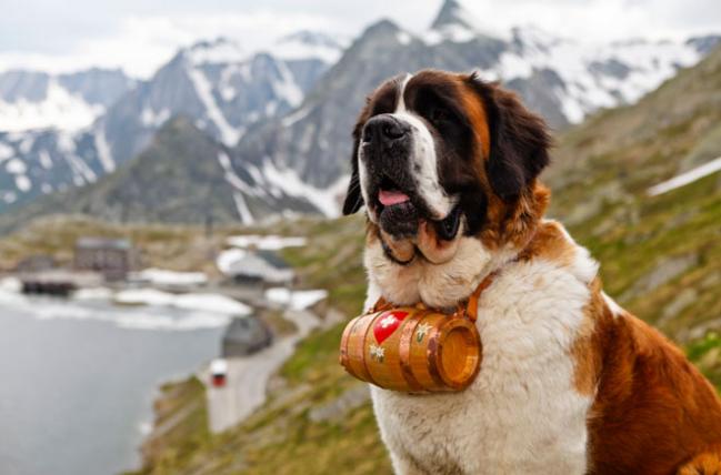 3gd-st-bernard1.jpg