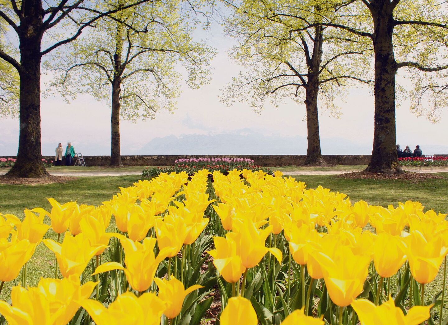 Vom «Parc de l’Indépendance» bis ans Genferseeufer erblüht Morges jeden Frühling in einem Tulpenmeer.