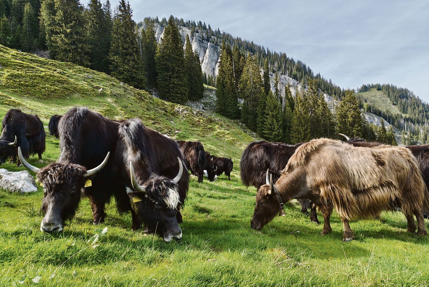 Oben angekommen, grasen die Yaks zufrieden weiter.