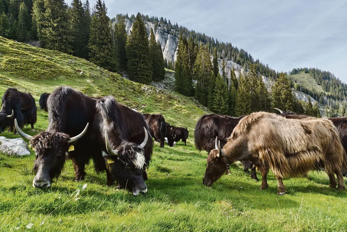 b46fbd0bc4f638aa0a86a773347bcb689e4138f26c839a836341a1801450d571 Oben angekommen, grasen die Yaks zufrieden weiter.