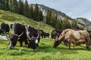 Oben angekommen, grasen die Yaks zufrieden weiter.