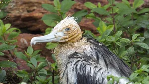 Ein Gewinnerbild muss nicht immer etwas schönes zeigen: Das Gesamtsieger-Foto des diesjährigen Fotowettbewerbs von David Costantini vom Muséum Nationale d'Histoire Naturelle in Paris zeigt ein Prachtfregattvogel-Küken (Fregata magnificens) in Französisch-Guayana, das an einer Viruserkrankung leidet. Für die Jury aus der Redaktion spiegelt das Bild die aktuelle Situation wieder, in der ein Virus die Welt in Atem hält. Sie hofft, dass Erkenntnisse aus der Ökologie und der Naturschutzbiologie helfen, die Krise zu meistern.