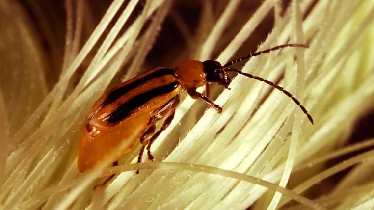 016332f565b1aa58896a786b20372e3dedb8eba0 Western_corn_rootworm_USDA.jpg