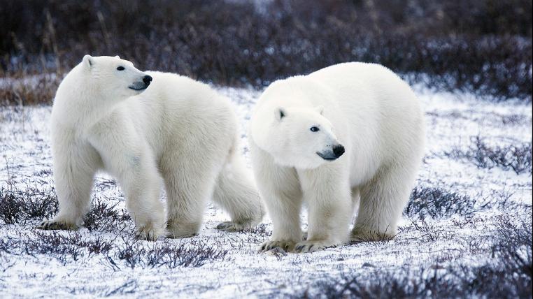 Eisbären in arktischer Landschaft