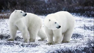 Unter Russlands Eisbären wurde vermehrt Kannibalismus beobachtet. Die Ursachen dafür sind unklar.