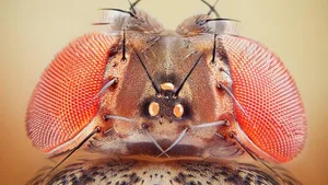 Ihre Nervenzellen für die Kontrolle von Bewegungen leuchten unter dem Mikroskop: Fruchtfliege (Drosophila melanogaster).