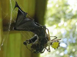 Satte Beute: Manche Spinnen fressen Fledermäuse, die deutlich grösser sind als sie selbst.