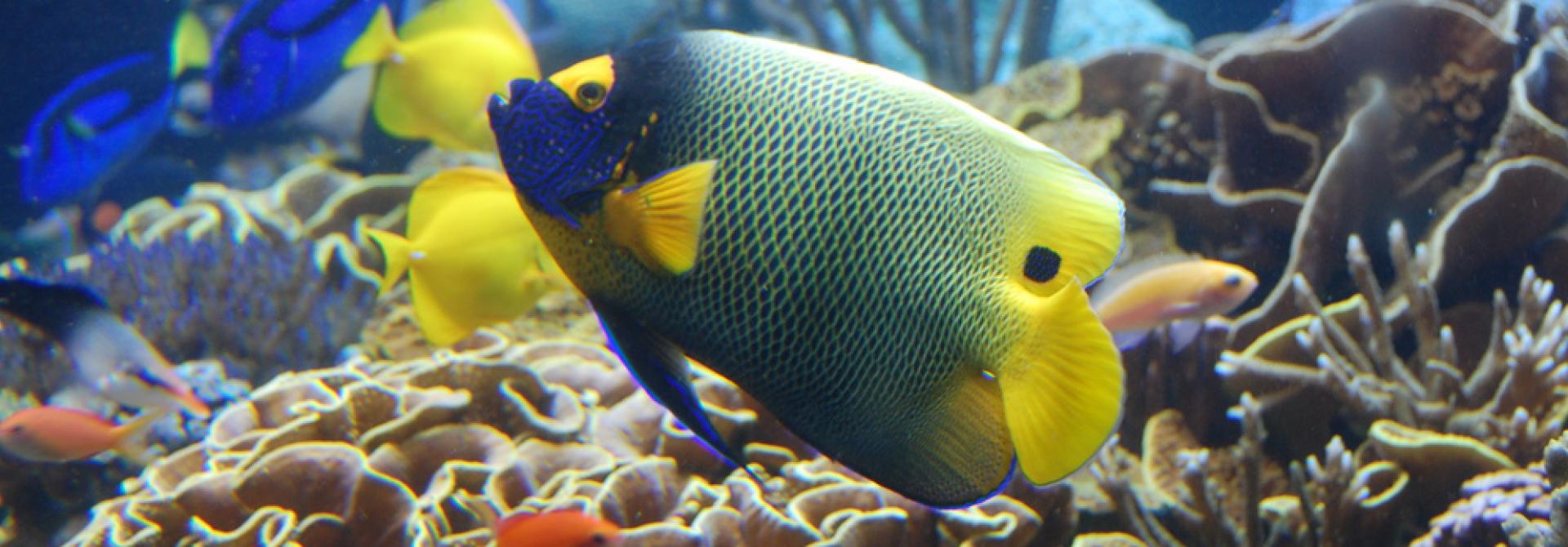 fischmischung.jpg