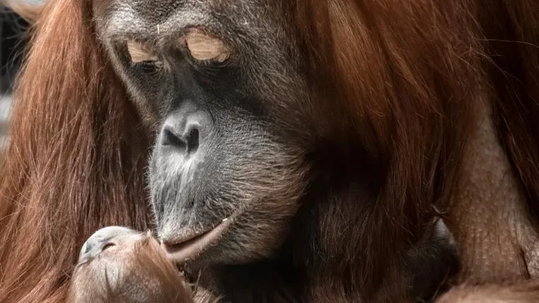 c1185bcc9b98900d19747efbdd2bea6201671654 Orang-Utan Cahaya mit Baby Utu