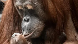 Stolze Orang-Utan-Mama: Cahaya mit Baby Utu.