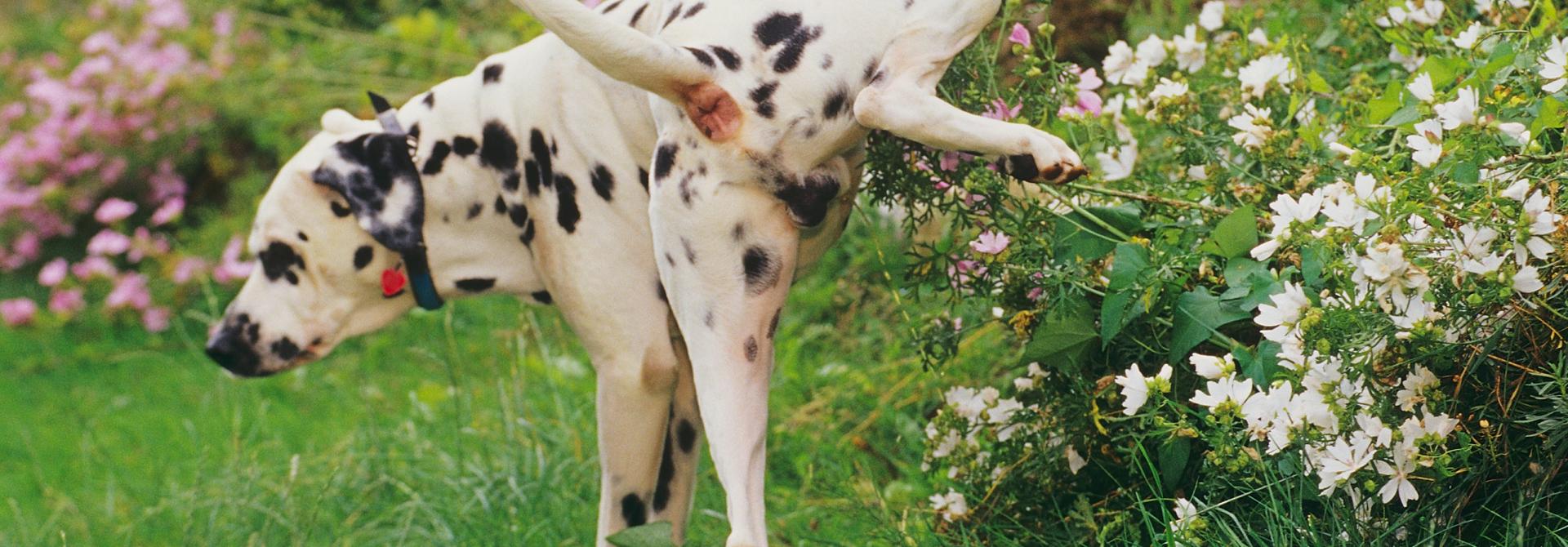pinkelnder-hund.jpg