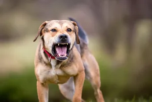 Verursachen Hunde einen Schaden, haften ihre Herrchen und Frauchen.