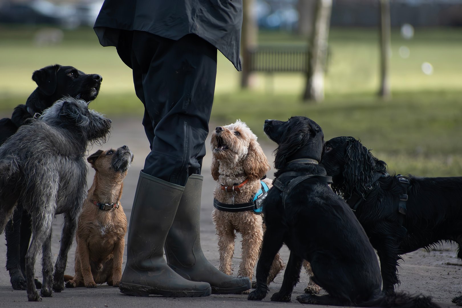 7 Tipps für die Mehrhundehaltung