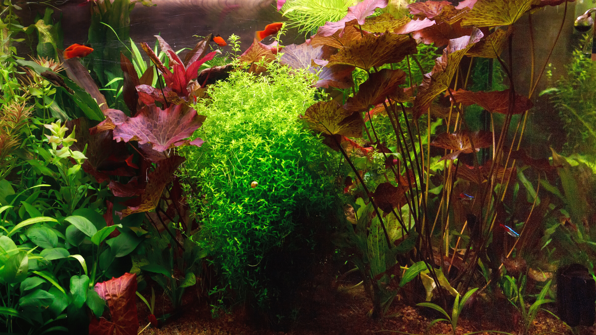 So wird ein Aquarium richtig eingerichtet