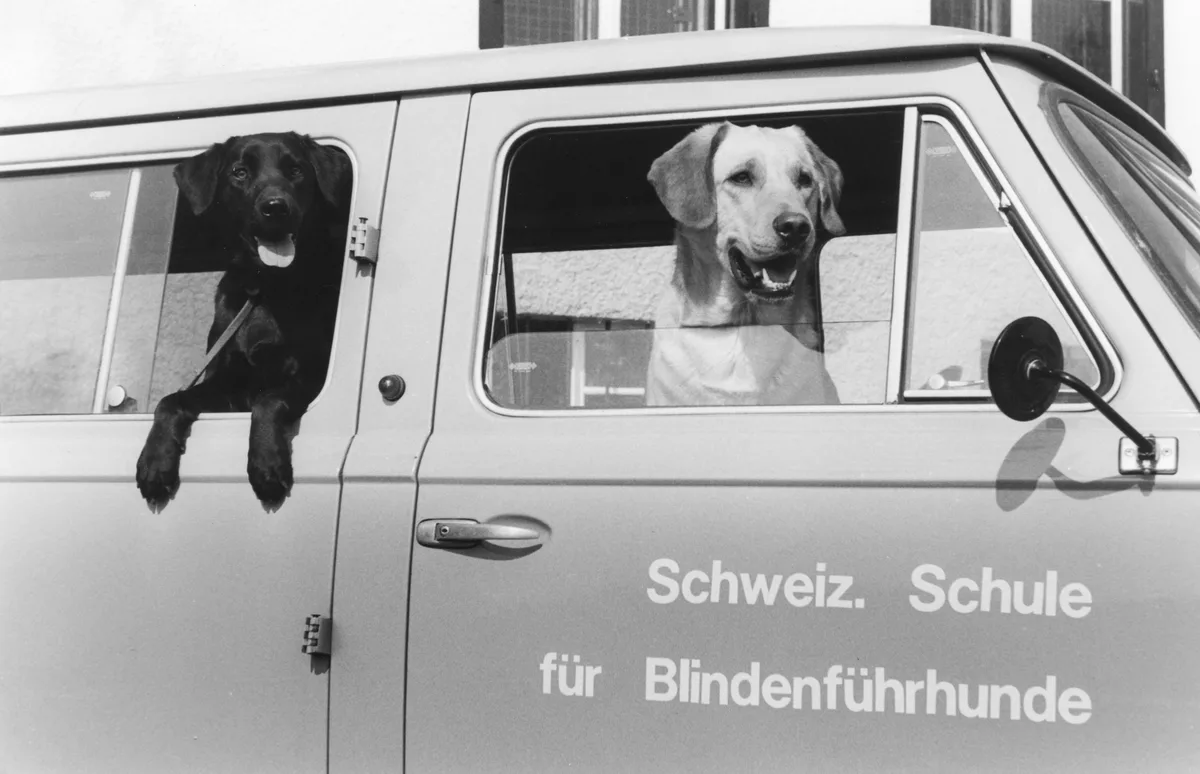 50-Jahre-Blindenfu__hrhundeschule-Allschwil Seit 50 Jahren sind Vierbeiner der Blindenführhundeschule im Einsatz