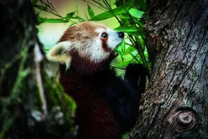 Der Kleine Panda im Walter Zoo in Gossau muss sich seinen Bambus auf einem langen System von Kletterästen täglich neu suchen.